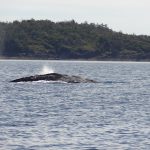 tofino-baleine-whaler-center
