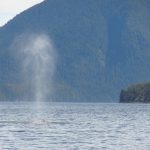 tofino-jet-baleine-whale-center