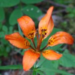 maligne-canyon-flower